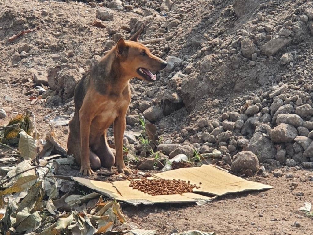 TMTRD - The Man That Rescues Dogs Foundation tweet media