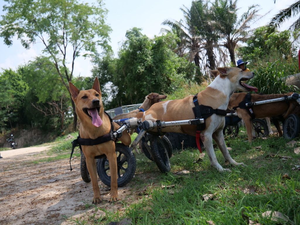 TMTRD - The Man That Rescues Dogs Foundation tweet media