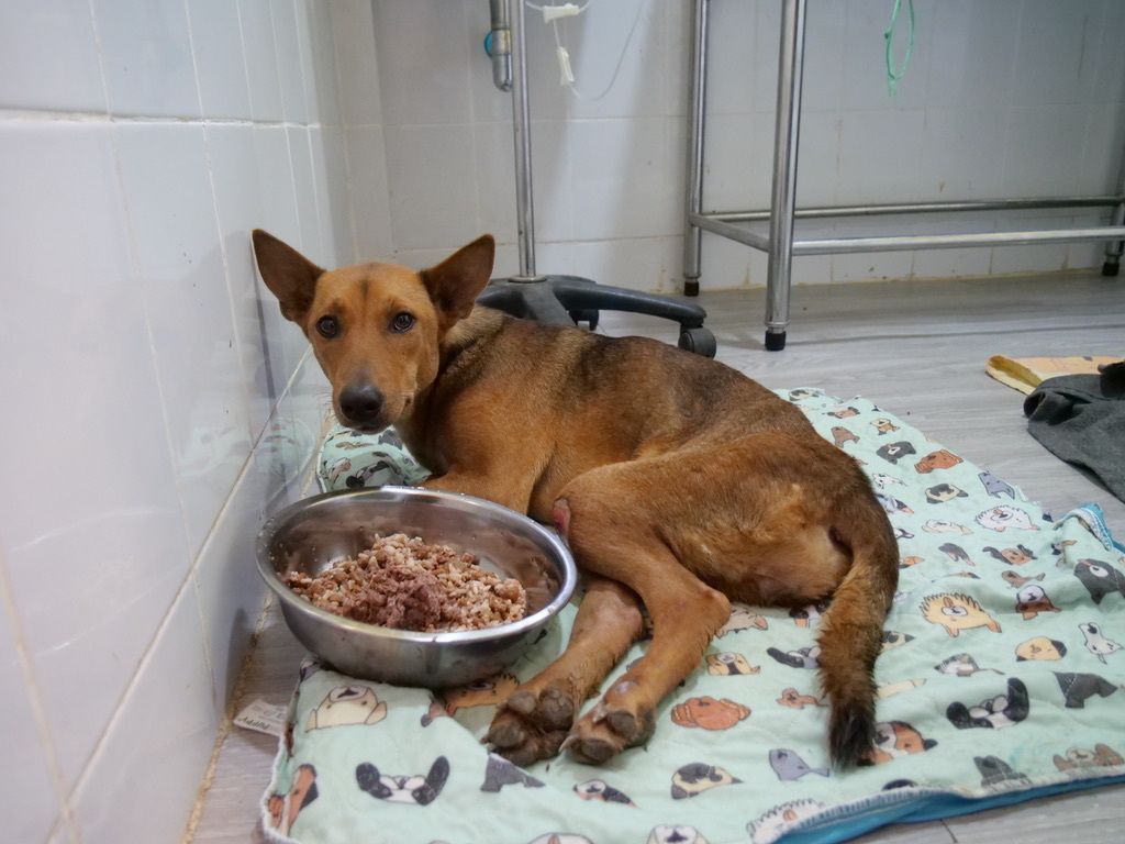 TMTRD - The Man That Rescues Dogs Foundation tweet media