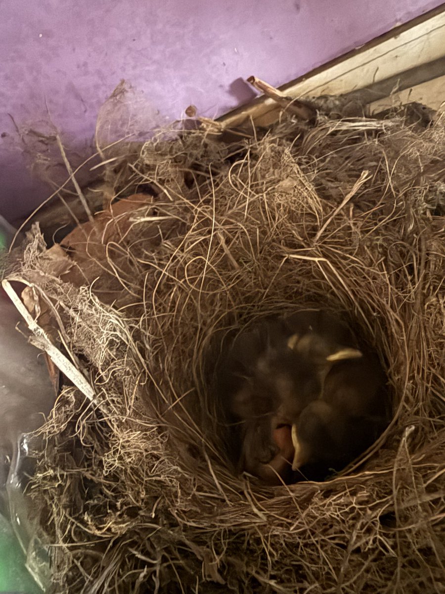 Robins have hatched 🤩