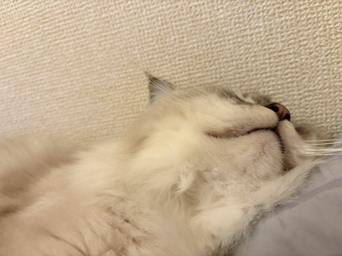 ぺちこ tweet media