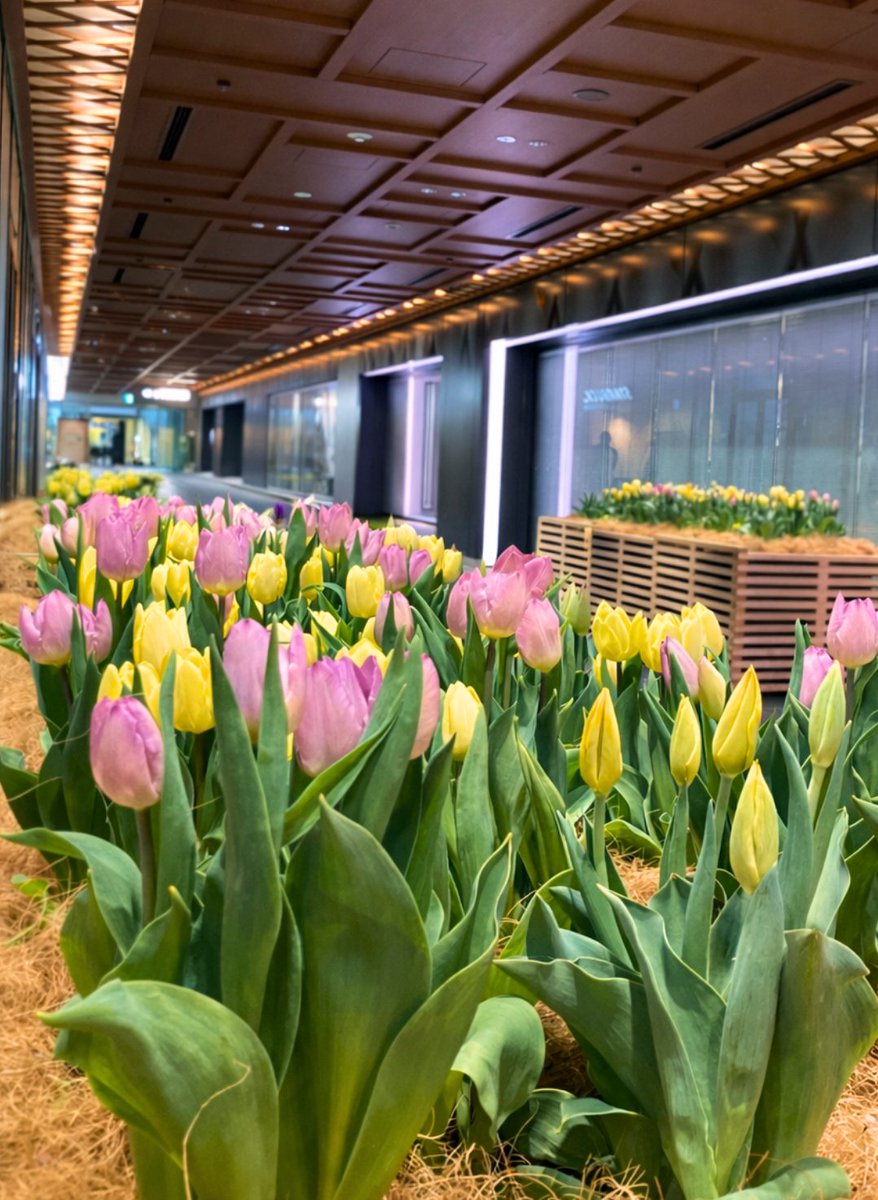 丸の内ドットコム【公式】 tweet media