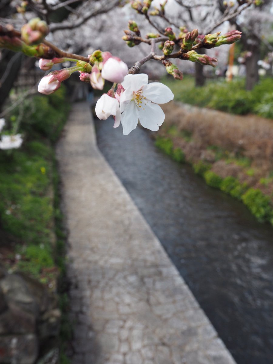 アマガエル tweet media