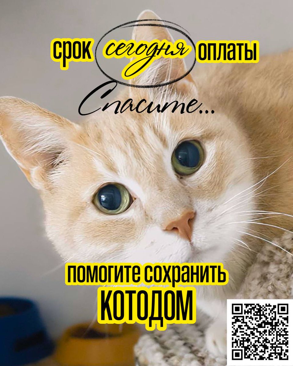 свобода кентури tweet media