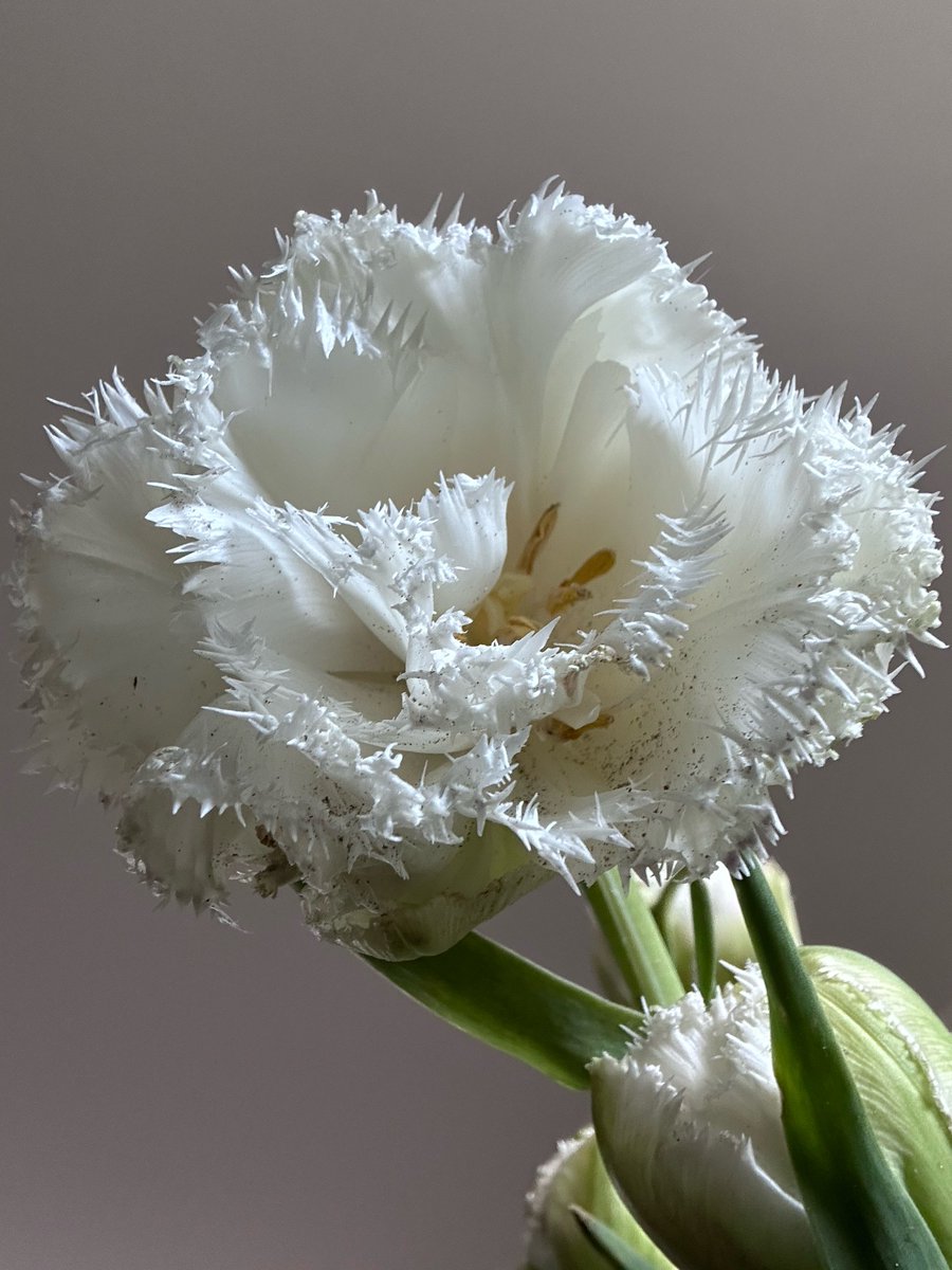 KoensSophia's tweet photo. 🌷met franje 🤍 #tulp https://t.co/yziUBGHBPA