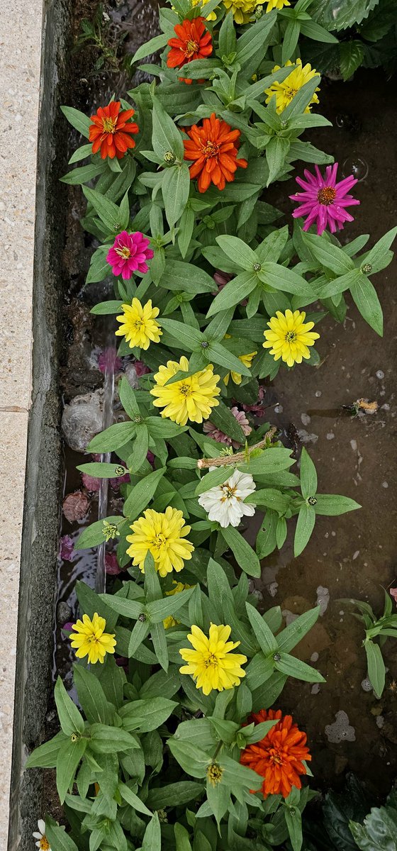 يوسف القاسمي tweet media