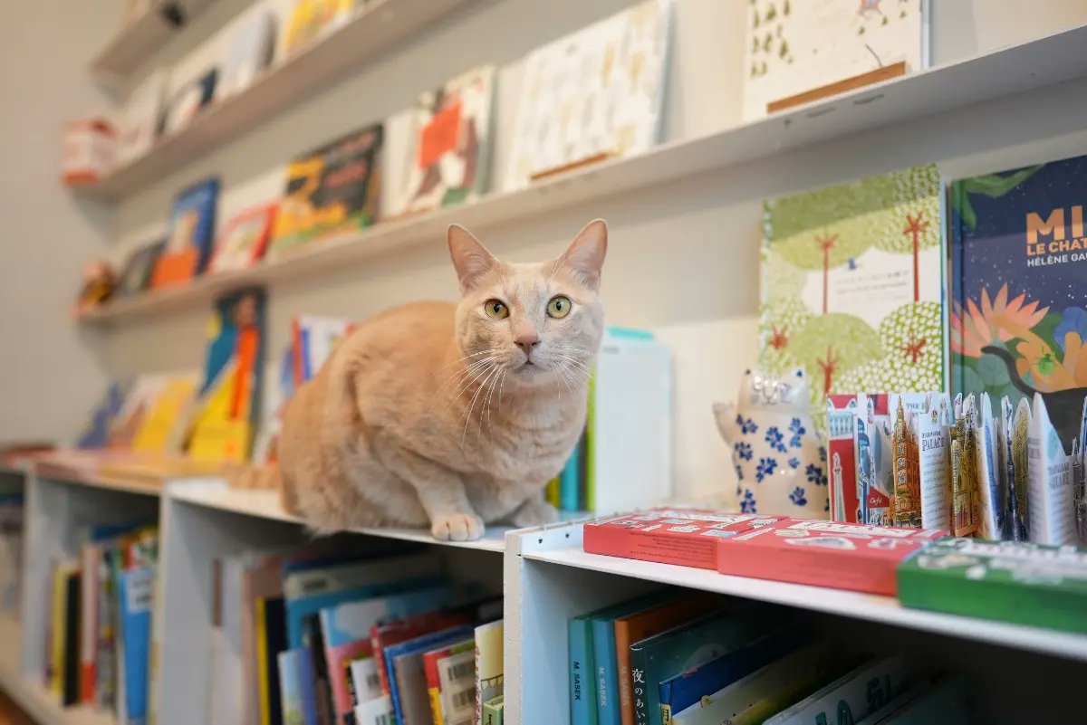 Fukuoka_leapup's tweet photo. “読書ブーム”の今！六本松・平尾エリアで
個人書店巡りをしませんか？📚
https://t.co/dTl0gUNsL6 

◇LUMO BOOKS
古民家の独特の空間で
幅広いジャンルの本を楽しめる

◇街のちいさな絵本屋さんBooks cyan
かわいい看板猫ちゃんがお出迎え🐈

◇青柳堂
古書のある空間でコーヒータイム☕

この他にも素敵な本屋さんをご紹介。