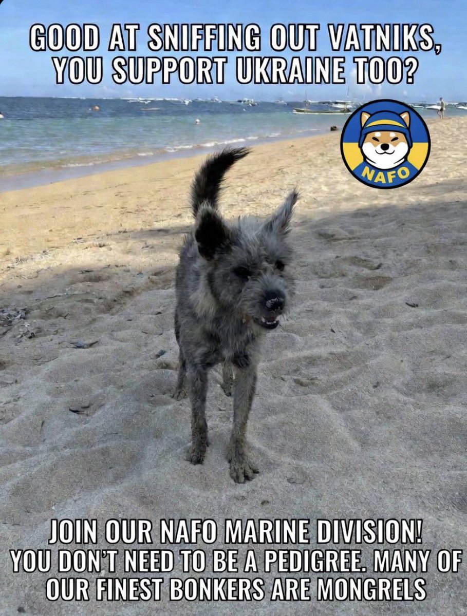 Chi Chi 🇬🇧🇺🇦 🇩🇪🛩🐬 tweet media