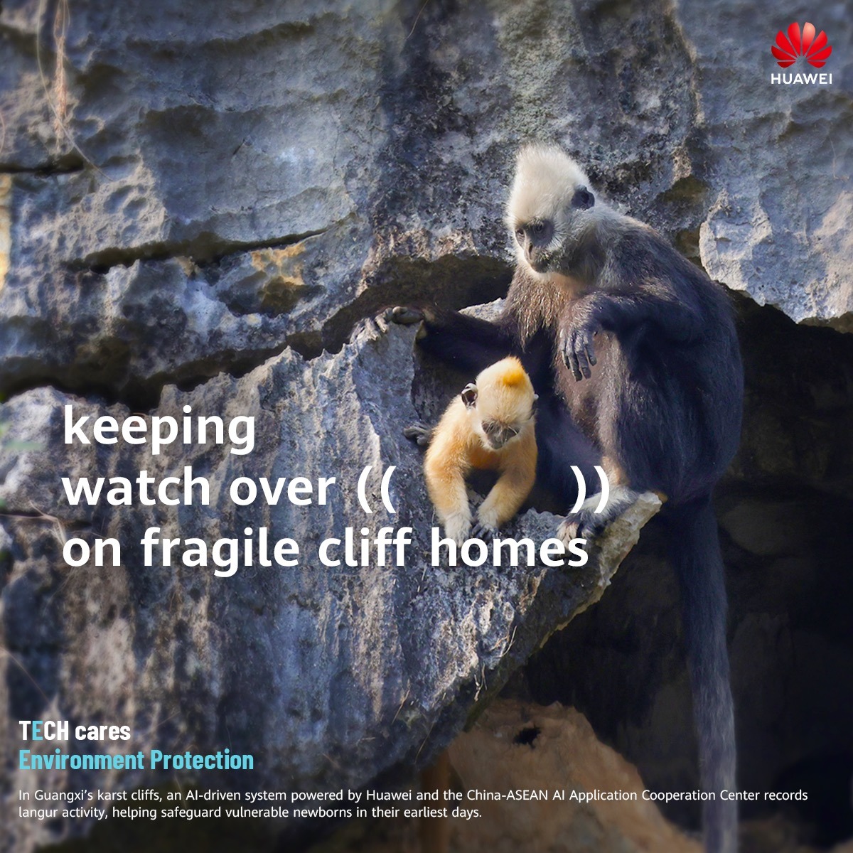 Huawei's tweet photo. In the 1980s, only 300 white-headed langurs remained; today, they exceed 1,400. Since 2023, Huawei and partners have supported this recovery by providing AI insights to reduce manual trekking. This non-invasive tech respects the best form of protection: non-interference.