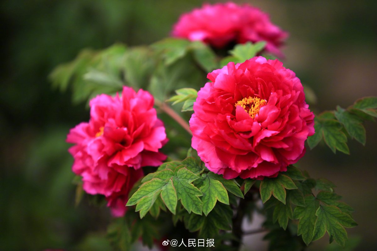 PDChinese's tweet photo. 【江蘇淮安：古典園林牡丹盛開】日前，春深日暖，江蘇省淮安市古典園林清晏園牡丹花盛開，花大如盤，奼紫嫣紅。 https://t.co/EfrdicQXir