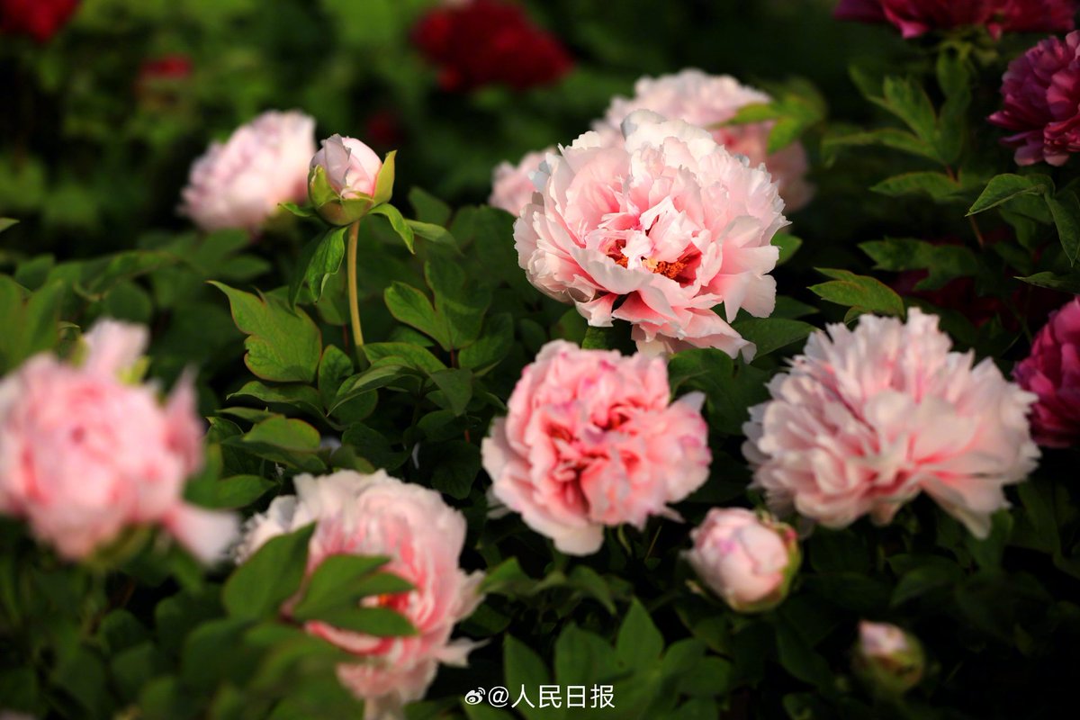 PDChinese's tweet photo. 【江蘇淮安：古典園林牡丹盛開】日前，春深日暖，江蘇省淮安市古典園林清晏園牡丹花盛開，花大如盤，奼紫嫣紅。 https://t.co/EfrdicQXir