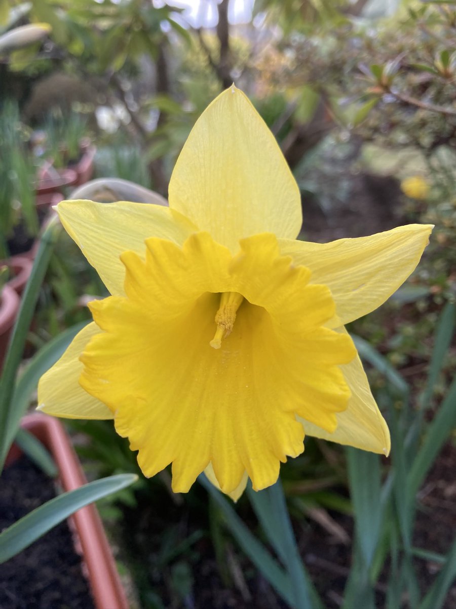 SandraA49197391's tweet image. Morning KBC and Pudd 🌼 Pudd is looking lovely in the sunshine  ☀️