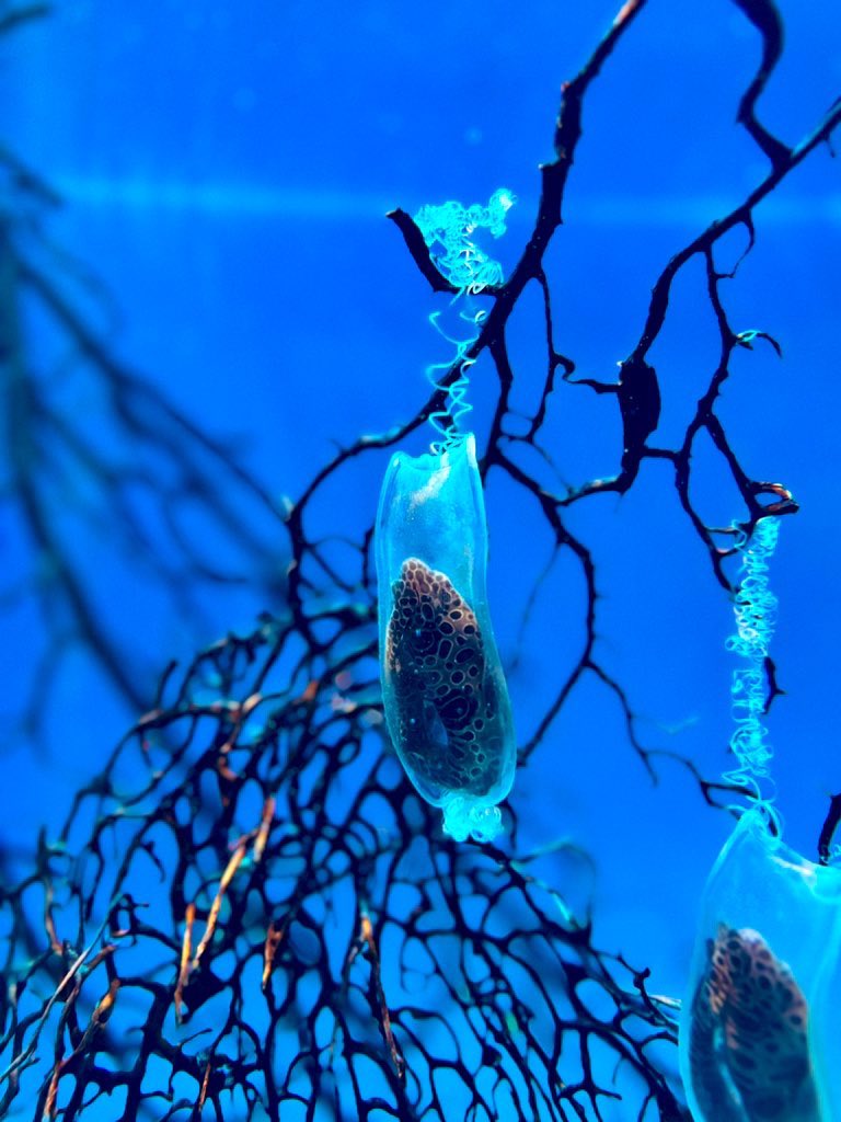 みつこ(残留思念のすがた) tweet media