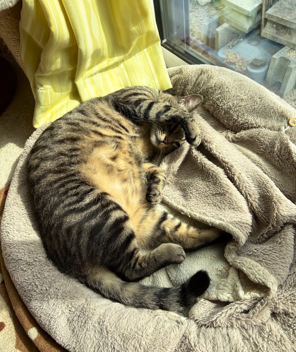 すずつむふう【我が家の可愛い猫’s】 tweet media