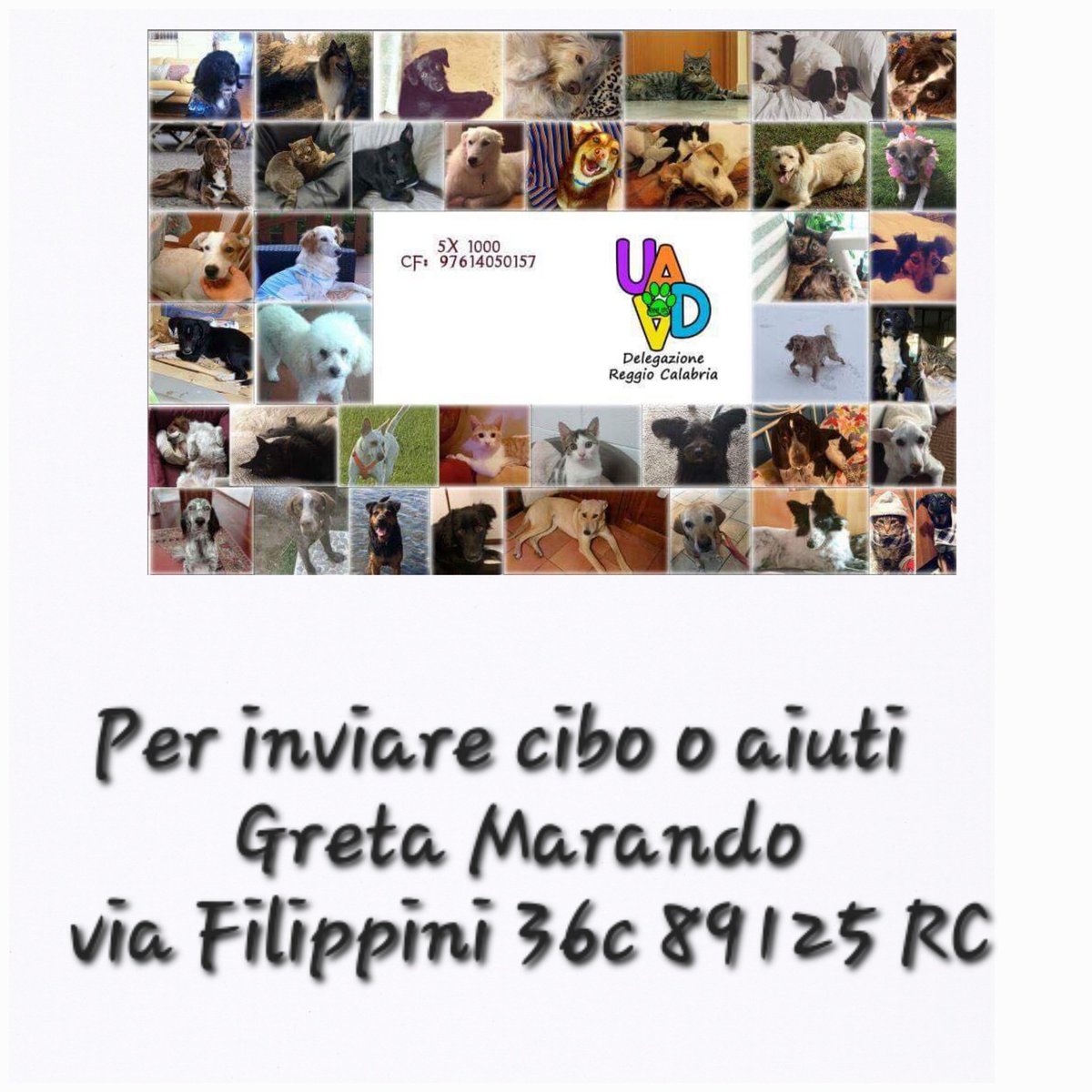 unonlus's tweet photo. #Fiaba #cercafamiglia! 2 anni, socievole con altri cani maschi e gatti. Sterilizzata, vaccinata e sanissima (prende solo una pastiglia quotidiana). ร a Reggio Calabria ma รจ adottabile in tutto il Centro e Nord Italia.! ๐พโค๏ธ
โ๐info e adozioni: 345 5855216
#uadareggiocalabria https://t.co/ZNNW4V4Vba