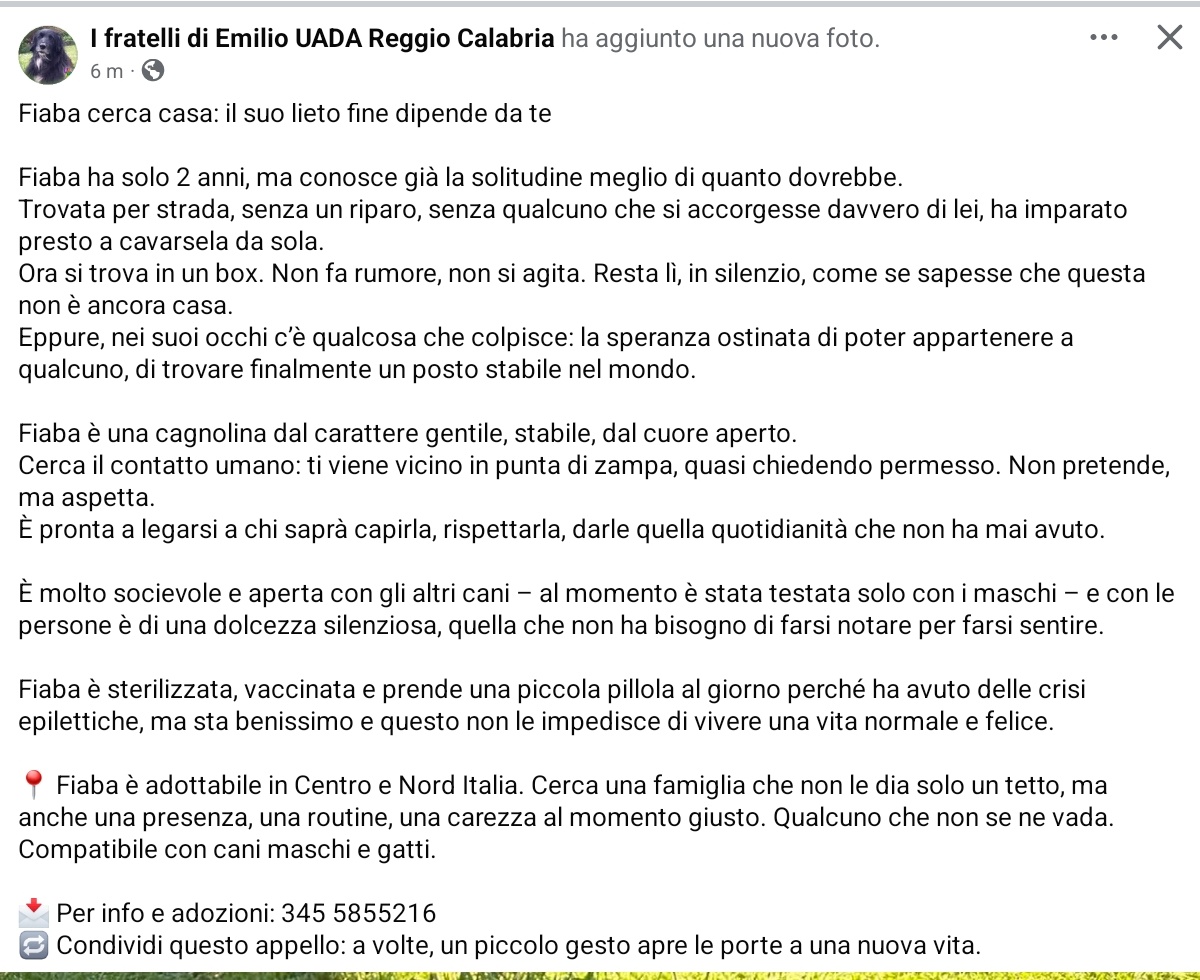 unonlus's tweet photo. #Fiaba #cercafamiglia! 2 anni, socievole con altri cani maschi e gatti. Sterilizzata, vaccinata e sanissima (prende solo una pastiglia quotidiana). ร a Reggio Calabria ma รจ adottabile in tutto il Centro e Nord Italia.! ๐พโค๏ธ
โ๐info e adozioni: 345 5855216
#uadareggiocalabria https://t.co/ZNNW4V4Vba