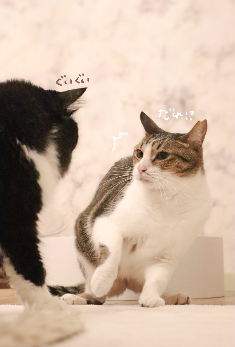意外にもグイグイなメリッサとドン引きかぼちゃんです😹