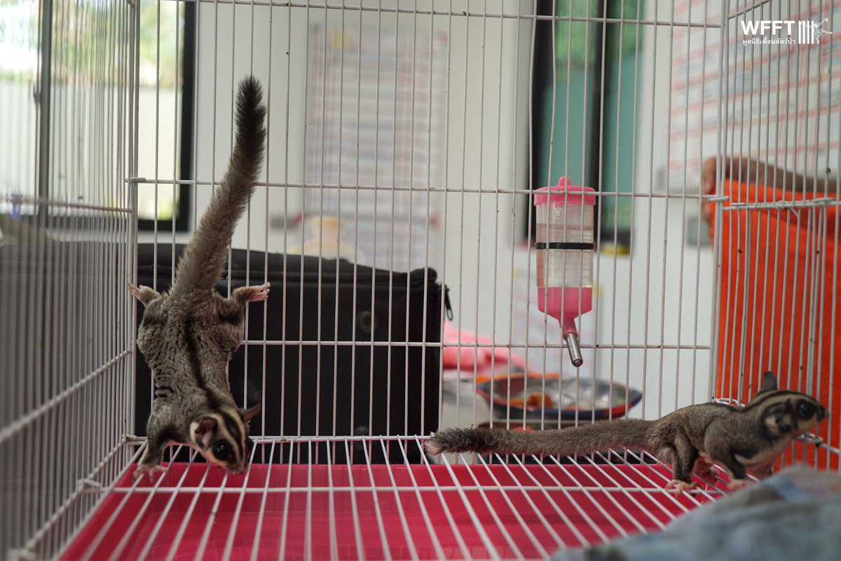 WFFThailand's tweet image. 2 more unwanted #animals have arrived at WFFT from the exotic #pet trade. A local resident left two #sugargliders at our volunteer house. Their arrival brings our #sugarglider total to 13 - 13 animals in need of lifelong care

#KeepWildlifeWild