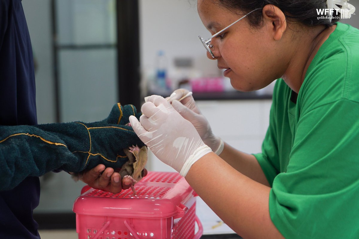 WFFThailand's tweet image. 2 more unwanted #animals have arrived at WFFT from the exotic #pet trade. A local resident left two #sugargliders at our volunteer house. Their arrival brings our #sugarglider total to 13 - 13 animals in need of lifelong care

#KeepWildlifeWild