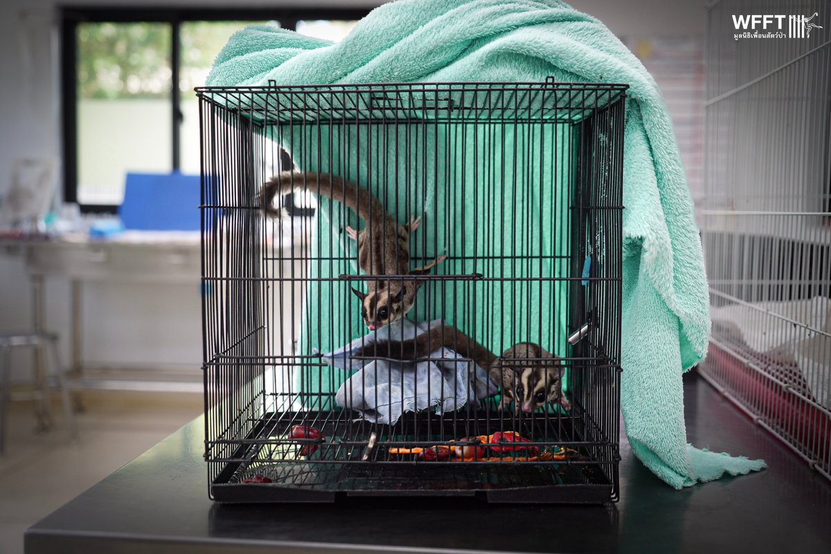 WFFThailand's tweet image. 2 more unwanted #animals have arrived at WFFT from the exotic #pet trade. A local resident left two #sugargliders at our volunteer house. Their arrival brings our #sugarglider total to 13 - 13 animals in need of lifelong care

#KeepWildlifeWild