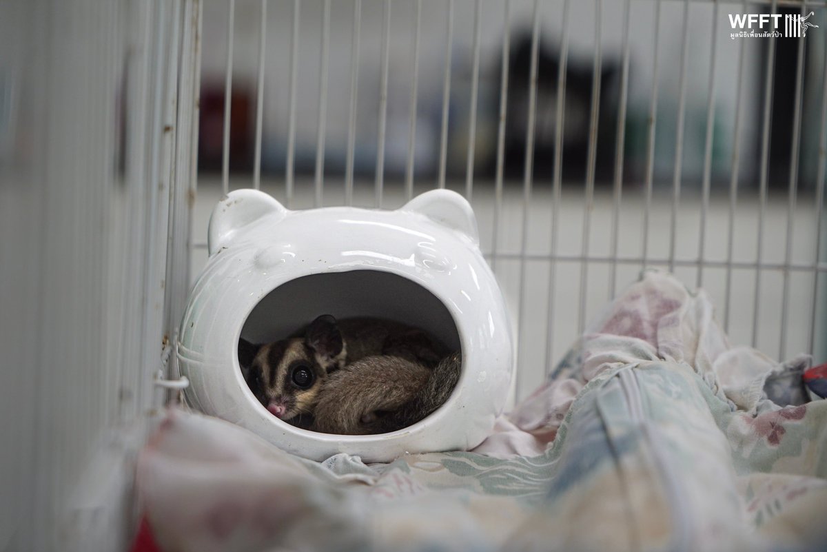 WFFThailand's tweet image. 2 more unwanted #animals have arrived at WFFT from the exotic #pet trade. A local resident left two #sugargliders at our volunteer house. Their arrival brings our #sugarglider total to 13 - 13 animals in need of lifelong care

#KeepWildlifeWild