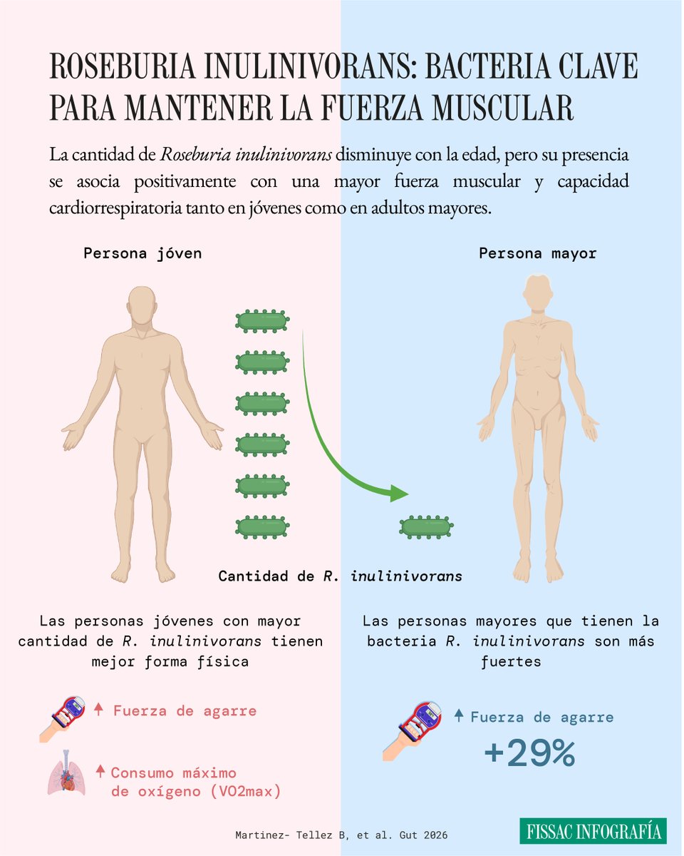 Fissac_es's tweet photo. ¿Existe alguna bacteria intestinal concreta asociada con una mayor fuerza muscular?

👨‍🔬 Esta es la pregunta que el Dr. Borja Martínez Téllez, investigador Ramón y Cajal en la @ualmeria (y editor de Fissac), se hizo en 2018.

Desde que se hizo esta pregunta hasta este mes de marzo de 2026, han pasado 8 años de intenso trabajo. Un tiempo en el que ha publicado una de las investigaciones más revolucionarias en el campo de la microbiota y la salud sistémica: una bacteria que puede aumentar la fuerza muscular en ausencia de ejercicio.

El estudio revela que las personas con mayor abundancia de Roseburia inulinivorans presentan una mayor fuerza muscular, tanto en adultos jóvenes como en personas mayores. Además, esta asociación se mantenía incluso teniendo en cuenta variables como la dieta, la capacidad cardiorrespiratoria o el género.

Esta hipótesis es sugerente. Parte del deterioro muscular asociado al envejecimiento podría estar relacionado con cambios específicos en la microbiota intestinal, y no únicamente con comer peor o moverse menos.

Para confirmarlo, realizaron un experimento en ratones que demostró exactamente lo que estaban observando.

Los ratones que recibieron Roseburia inulinivorans incrementaron su fuerza de agarre en torno a un 30 %. Lo llamativo fue que estos ratones no habían entrenado más, ni comieron en mayores cantidades. La suplementación con esta bacteria les hizo más fuertes.

Como el estudio es precioso y no hay nada mejor que acudir a la fuente original...

✍️ En este artículo, el propio Dr. Borja Martínez Téllez (@borjammt) nos cuenta de primera mano los resultados de esta investigación que acaba de publicar y que promete revolucionar el campo de la salud.

Puedes leerlo pinchando en el link 👇
https://t.co/EuTU4PcEry