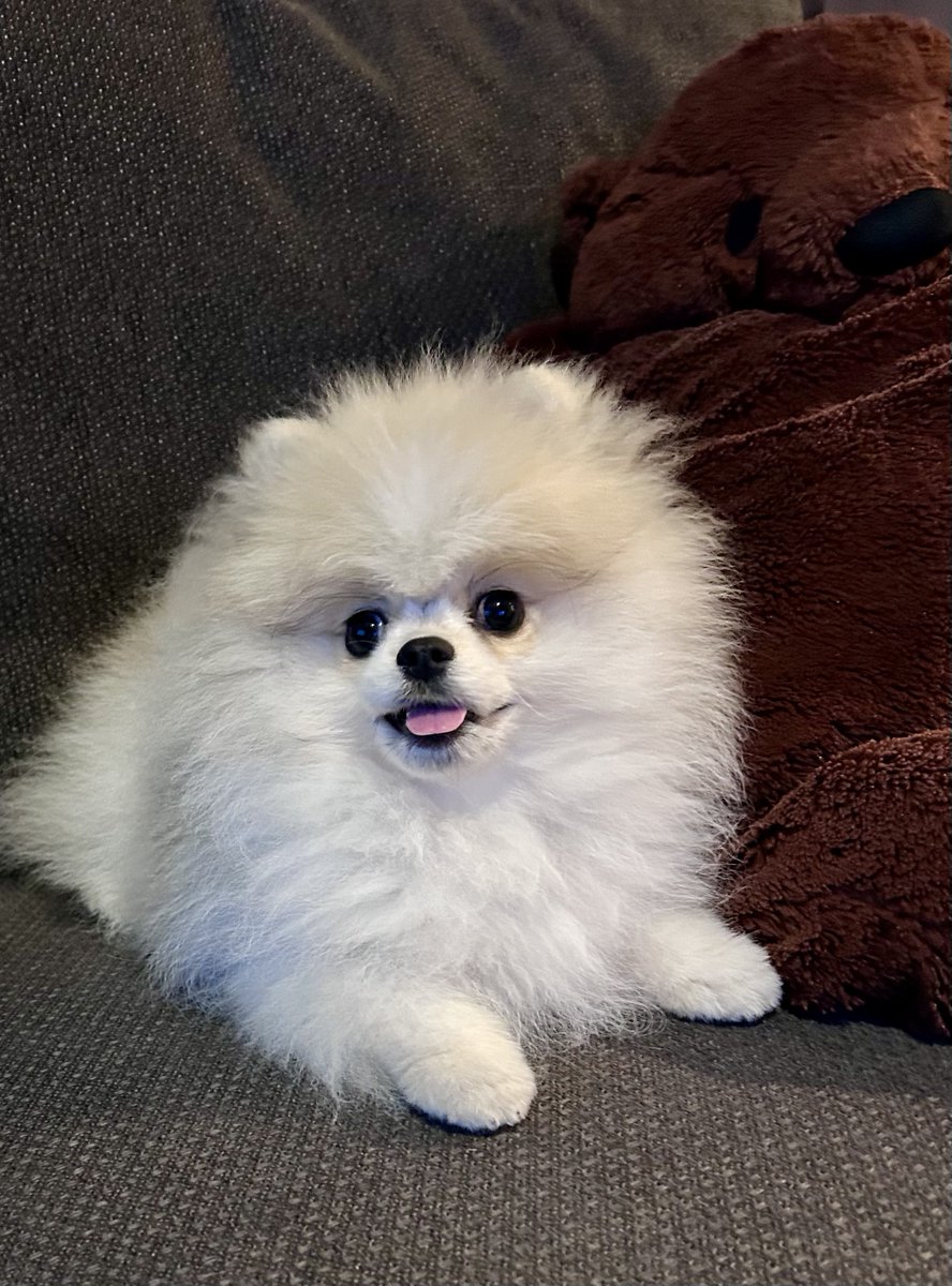 ポメのまりも(にゃーん) tweet media