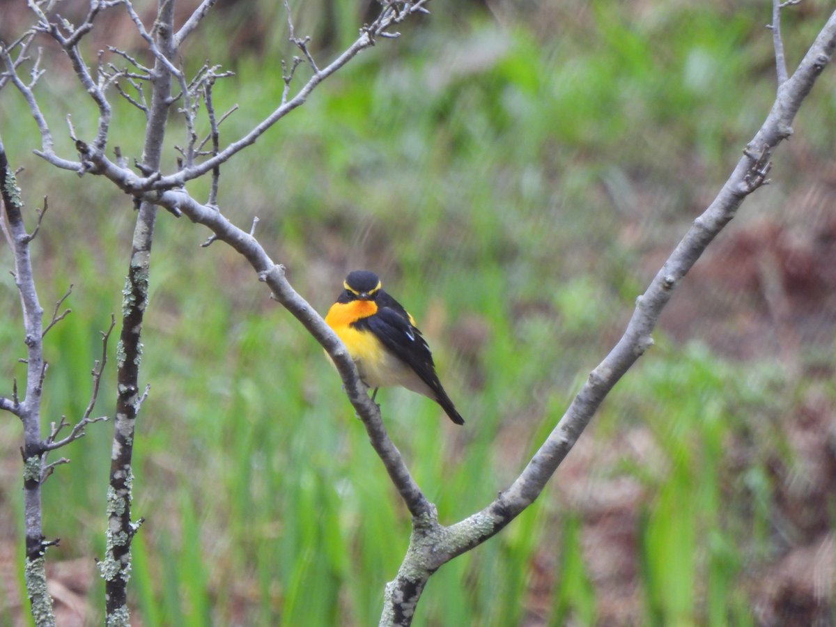 국립세종수목원 처돌이🕯 tweet media