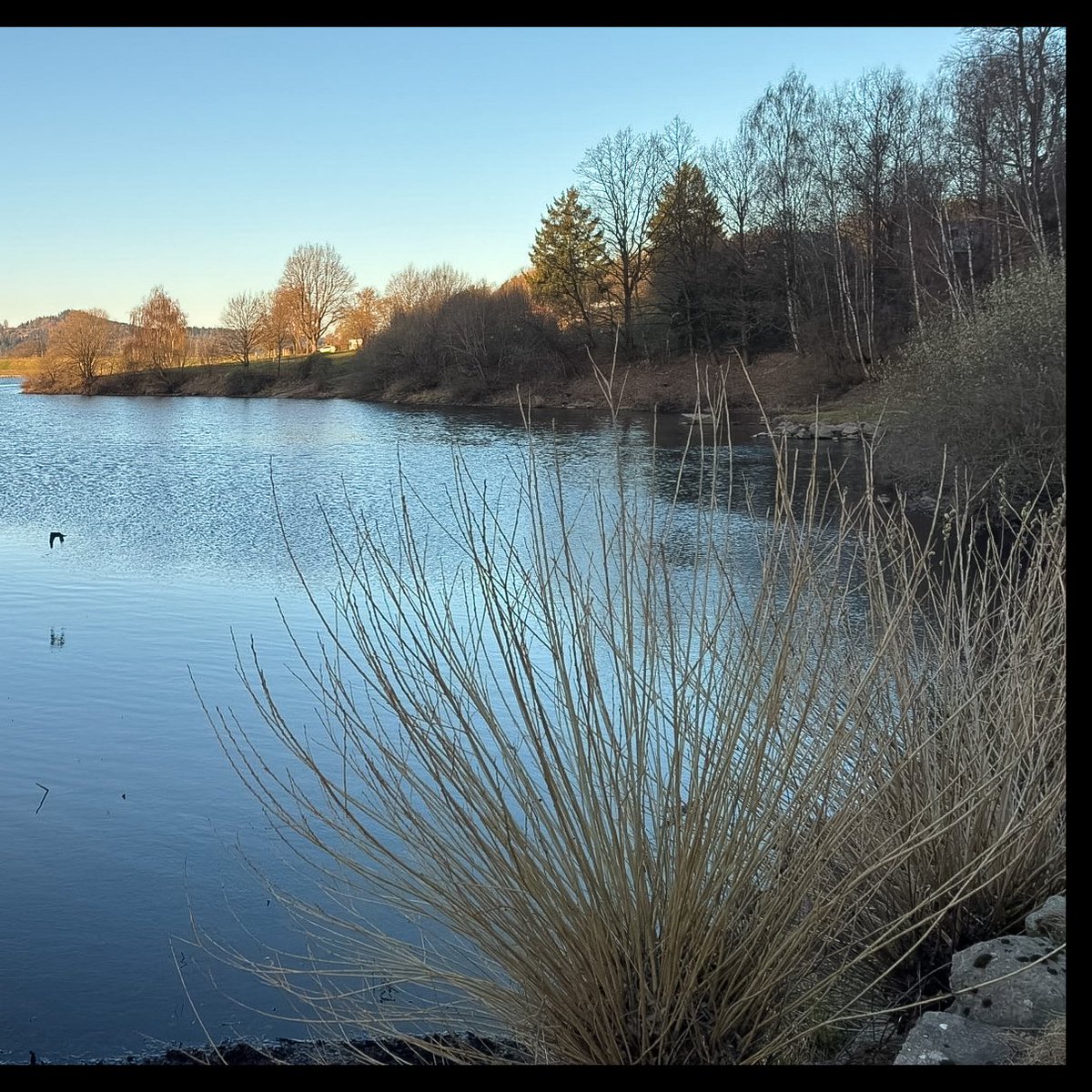 weissblauemacht's tweet image. #oase #perlsee #Bayerischerwald #NaturLover #NatureEscape ✨🤍💙😎
