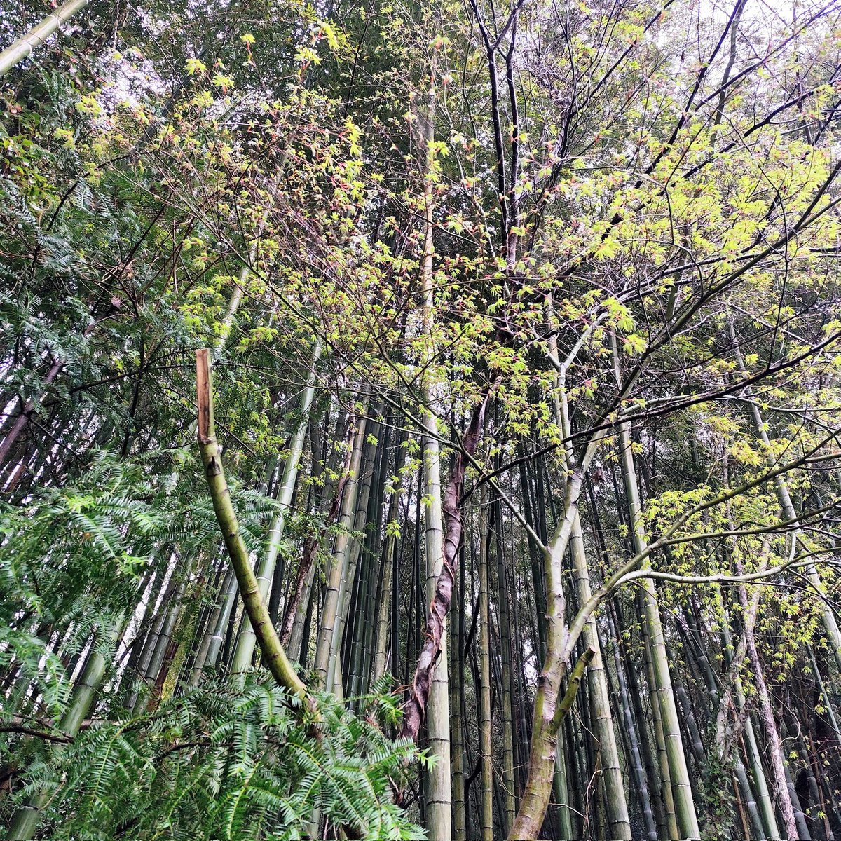 今朝の竹林🌿

昨日は雨になる天気予報だったので朝から天気の心配をしたんですが、朝一番は意外にも青空が広がってくれましたよ！今年は季節の進み方が山里では少し変則的になっているんですが、眩しい新緑の気配も限定的です。モミジは勢い良く若葉が芽吹きましたが、全体的にはまだまだです🌿