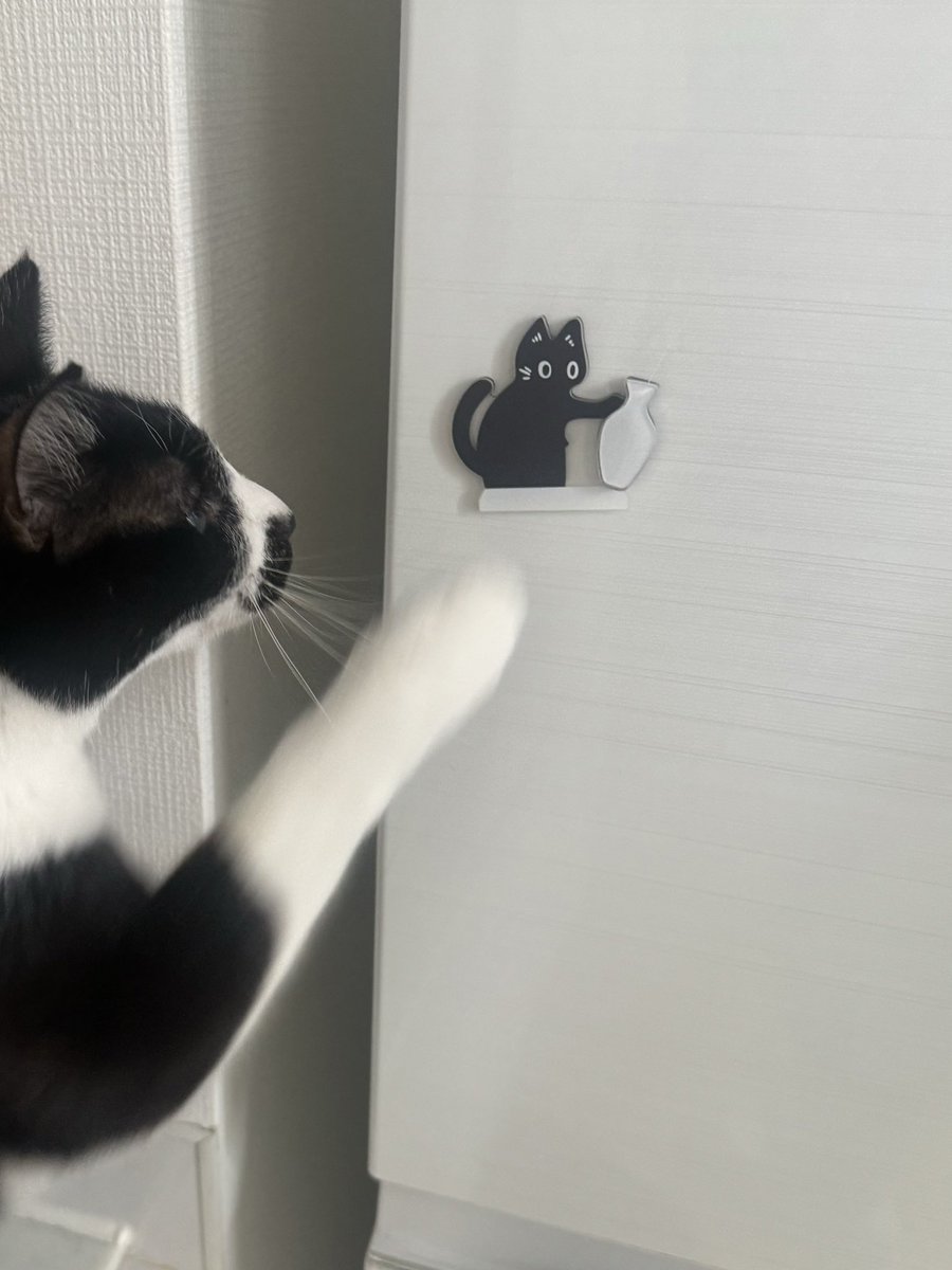 maya_m0901's tweet photo. 愛猫のヒゲを入れるものを買ったの
早速集めてきたヒゲを入れてみた
愛おしすぎるにゃ😻

でもイタズラされるから1本以外は閉まっておく。笑

我買了一個可以放貓咪鬍鬚的東西，好可愛😻
我把我家貓咪的鬍鬚收集了兩年 https://t.co/303g7PErKm