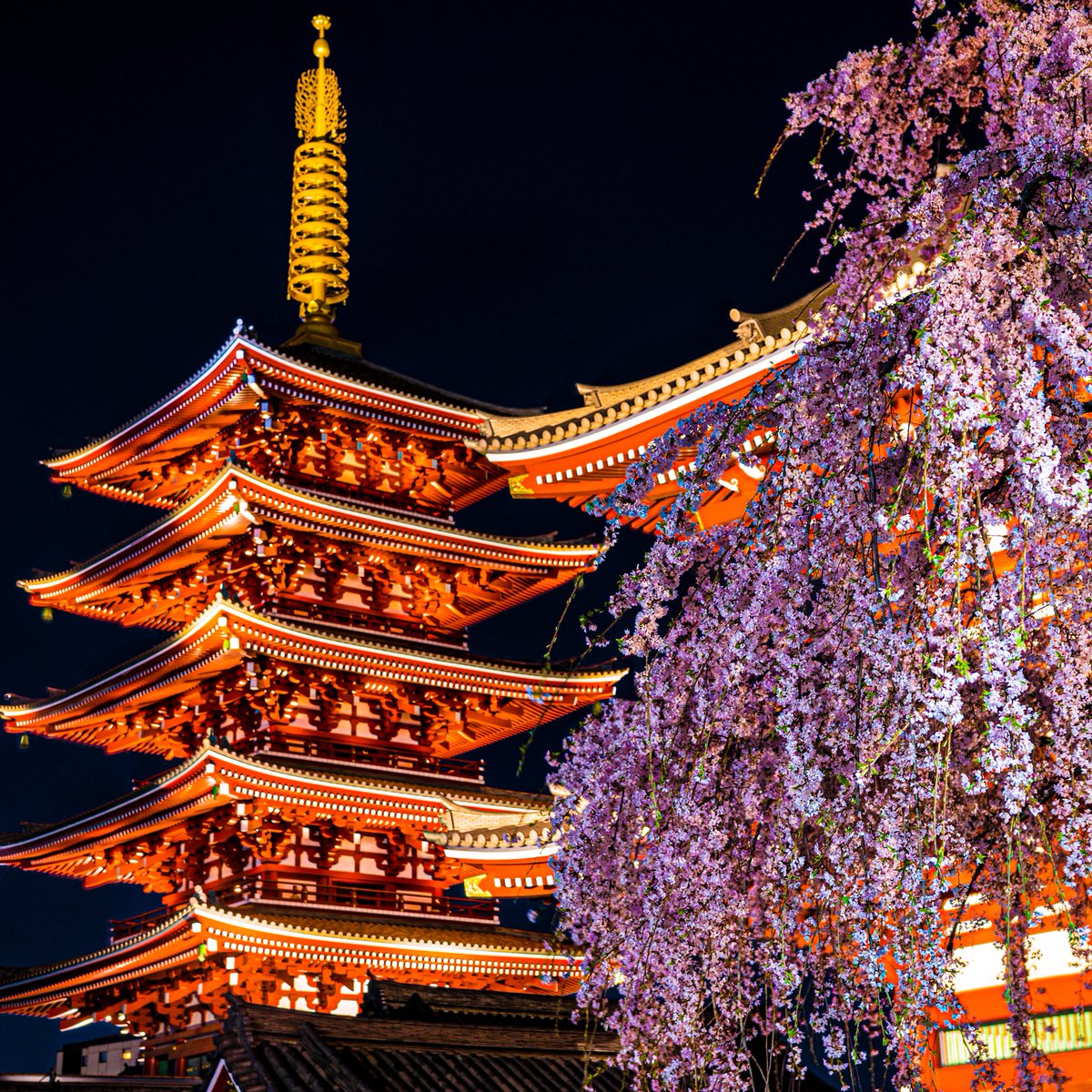 浅草寺の夜桜