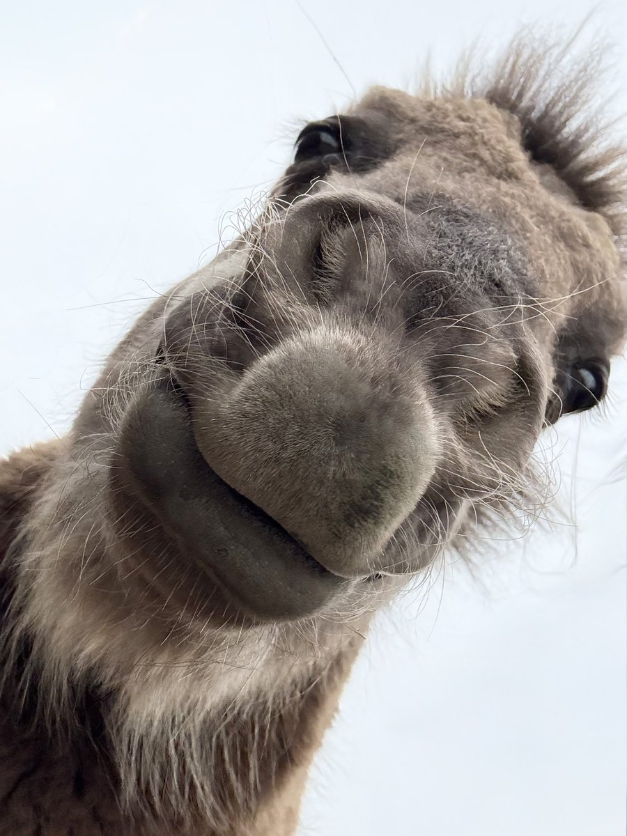 しおり tweet media