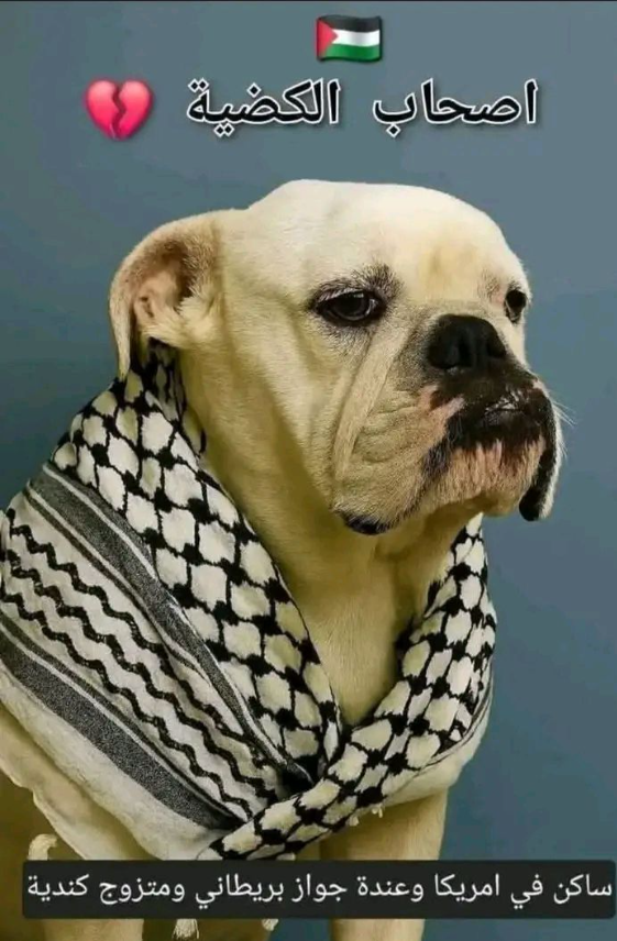 فيصلاوي صميم tweet media