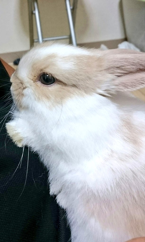 まりまり(メイ🐰&夢🐰) tweet media