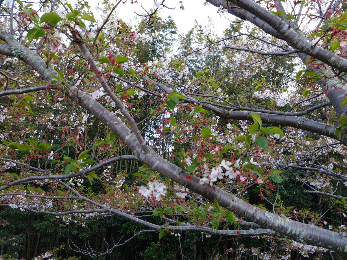 ちさと tweet media