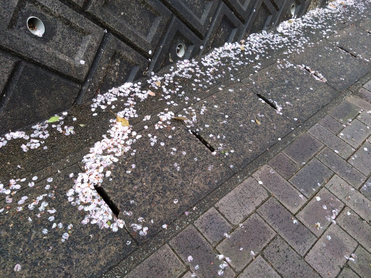 ちさと tweet media