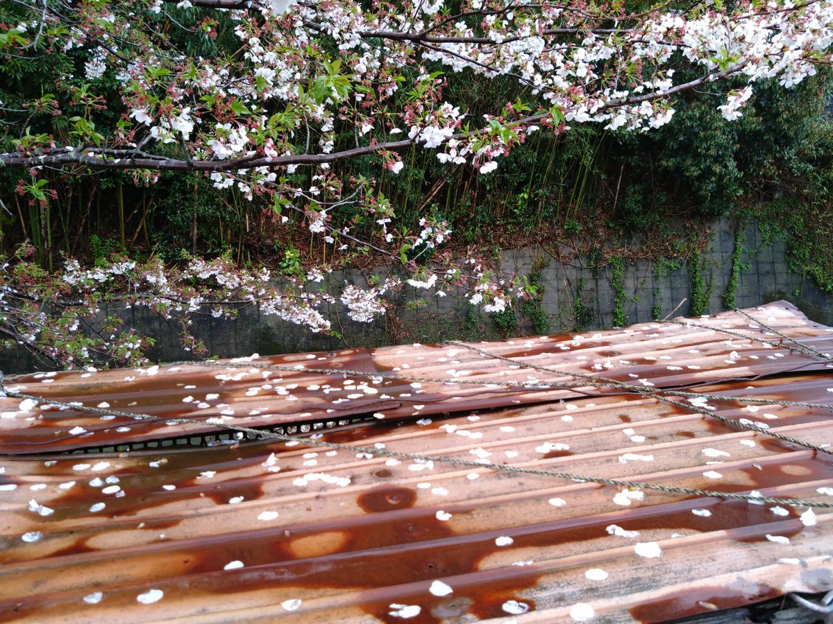 ちさと tweet media