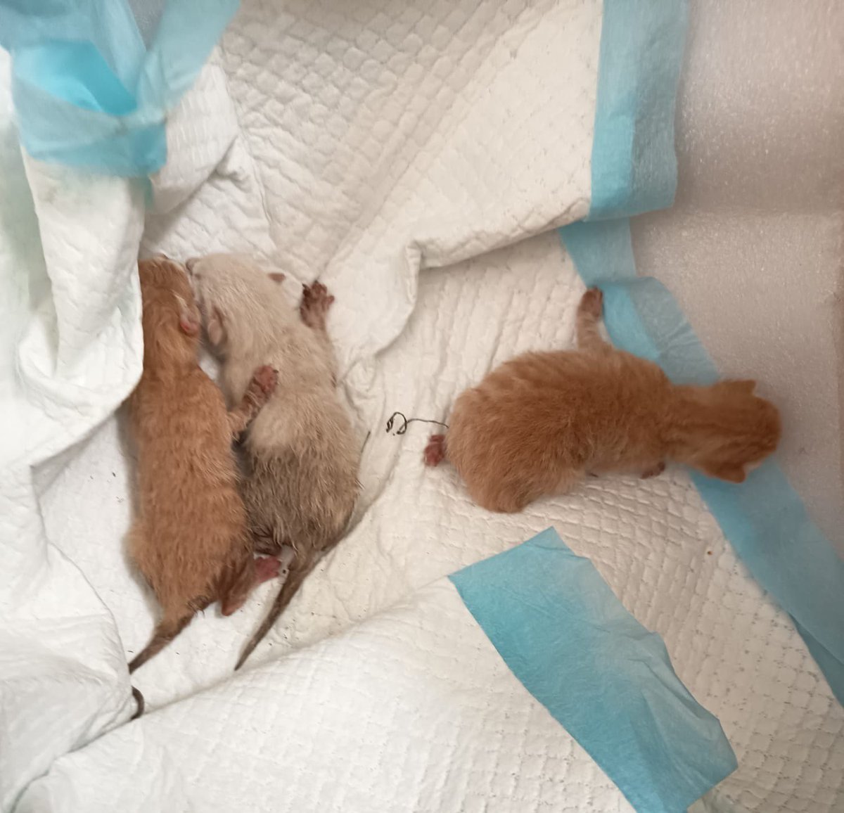 Proanimalex tweet media