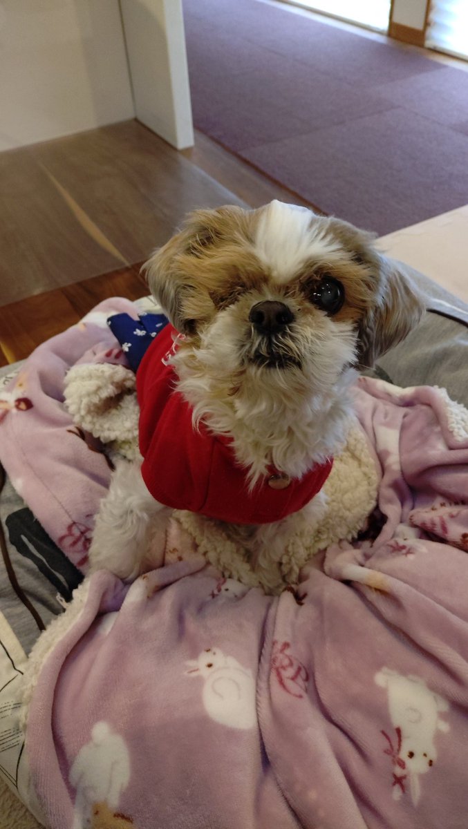 Shih Tzu.familymama tweet media