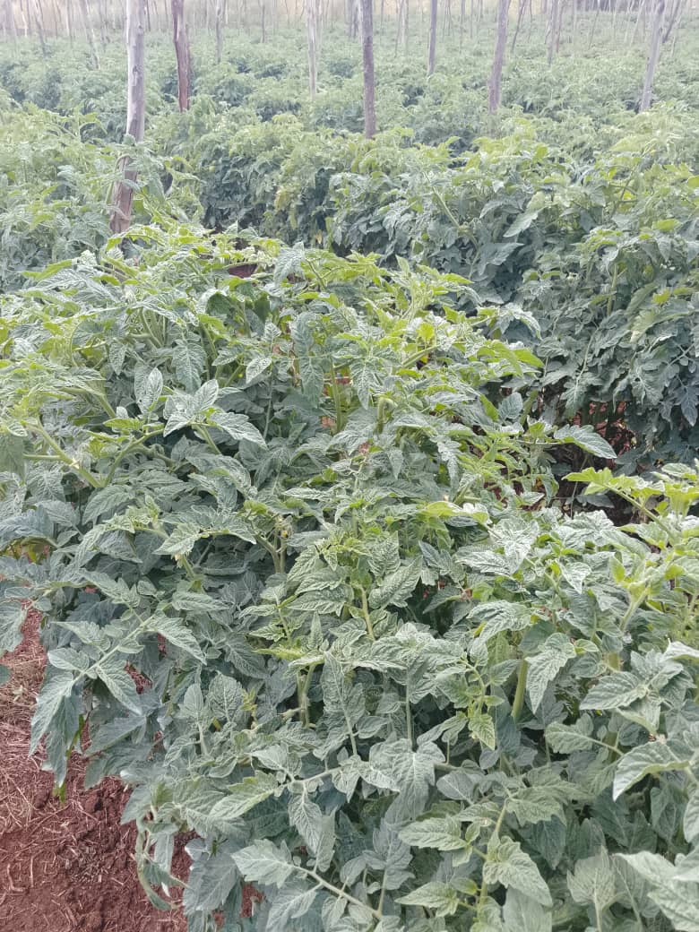 The Seedling Hub tweet media