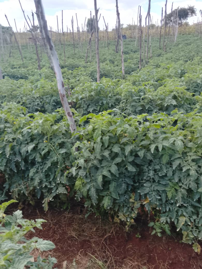 The Seedling Hub tweet media