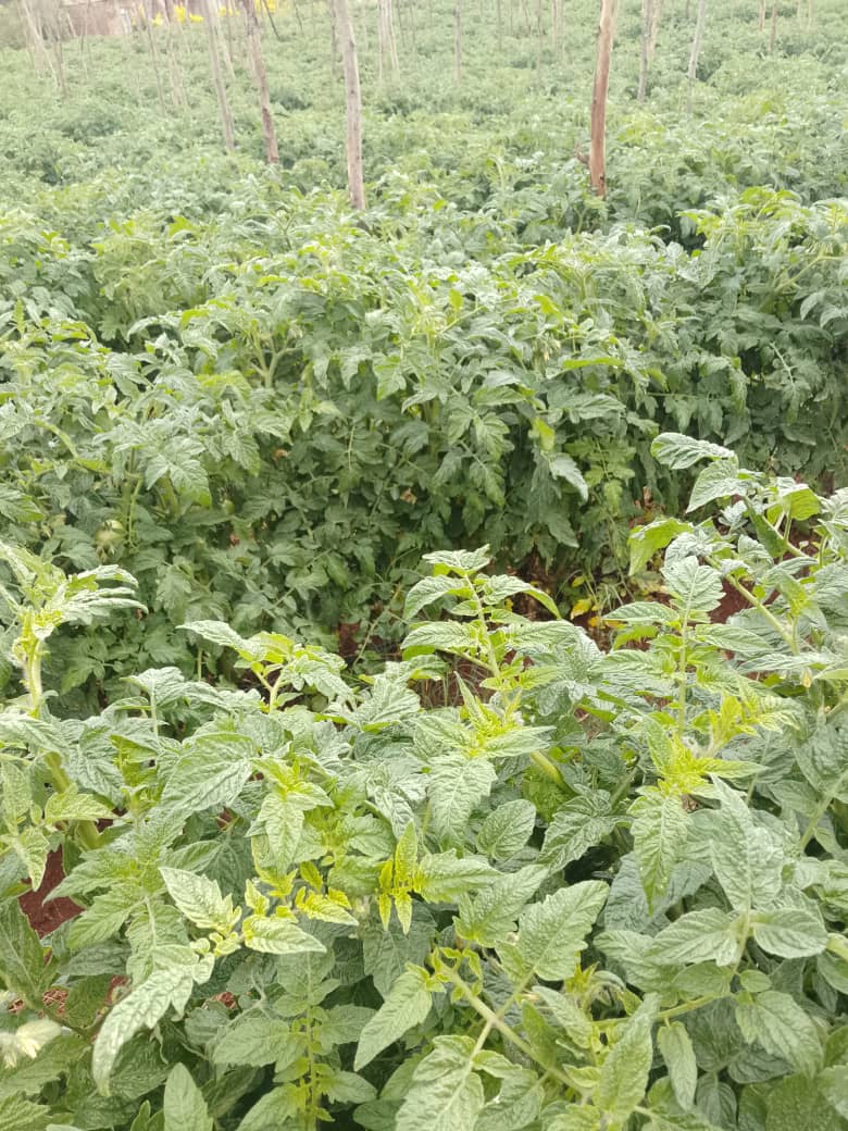 The Seedling Hub tweet media