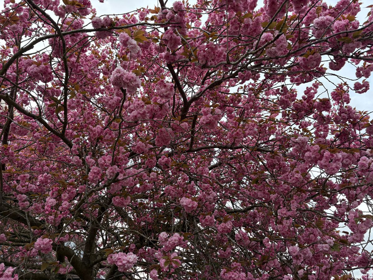 💐Lovely to see #BlackfeninBloom once again. 

#BackBlackfen #LoveLamorbey #VoteConservative