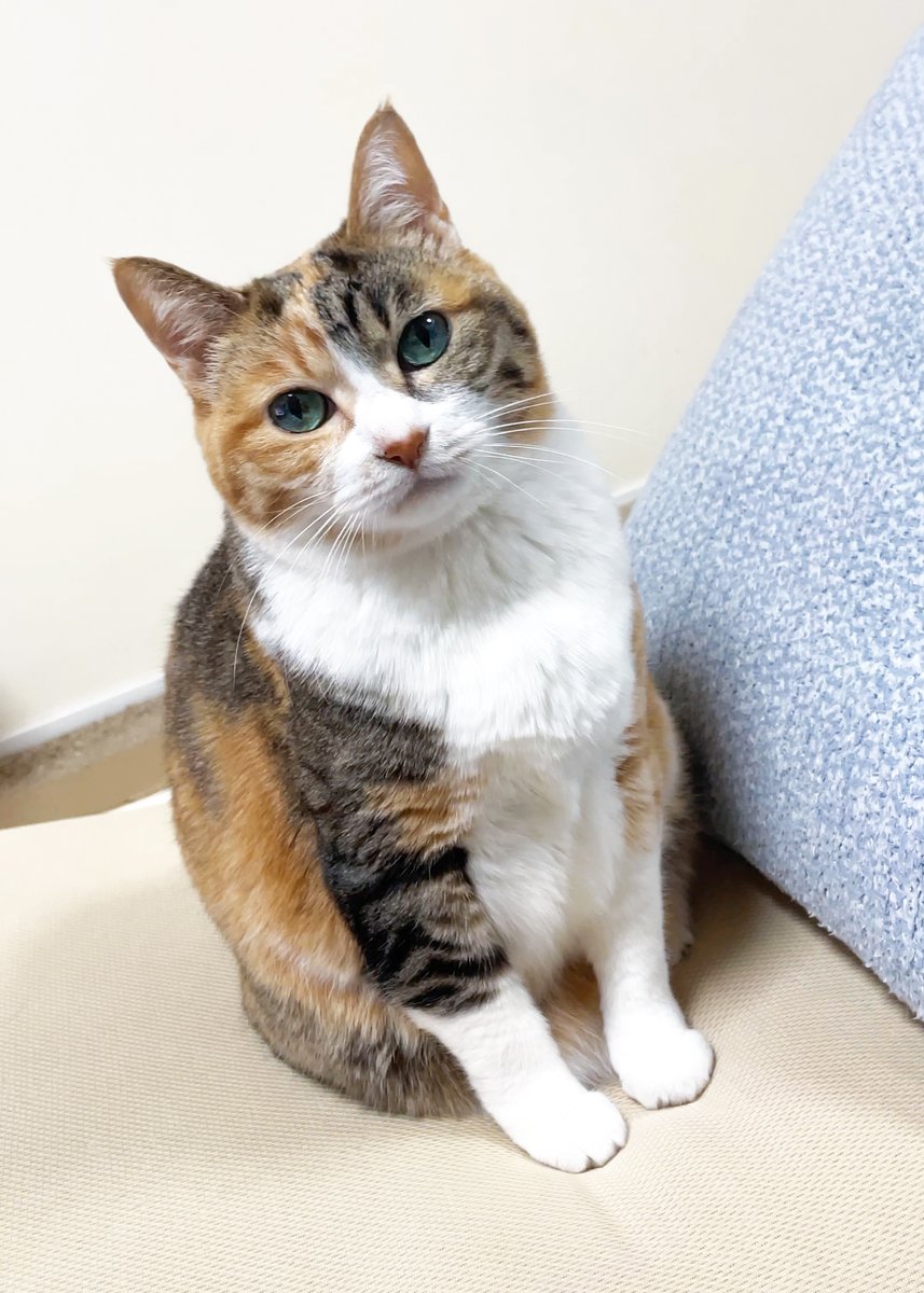 湊文『猫の菊ちゃん』 tweet media