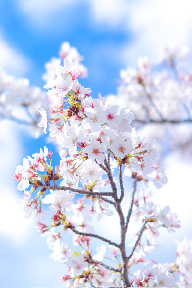 空に青。 tweet media