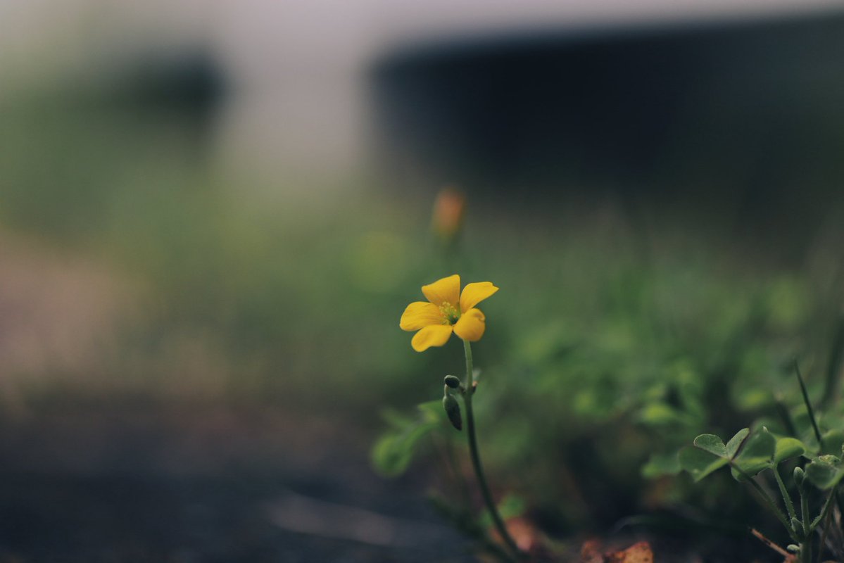 へいじろ tweet media