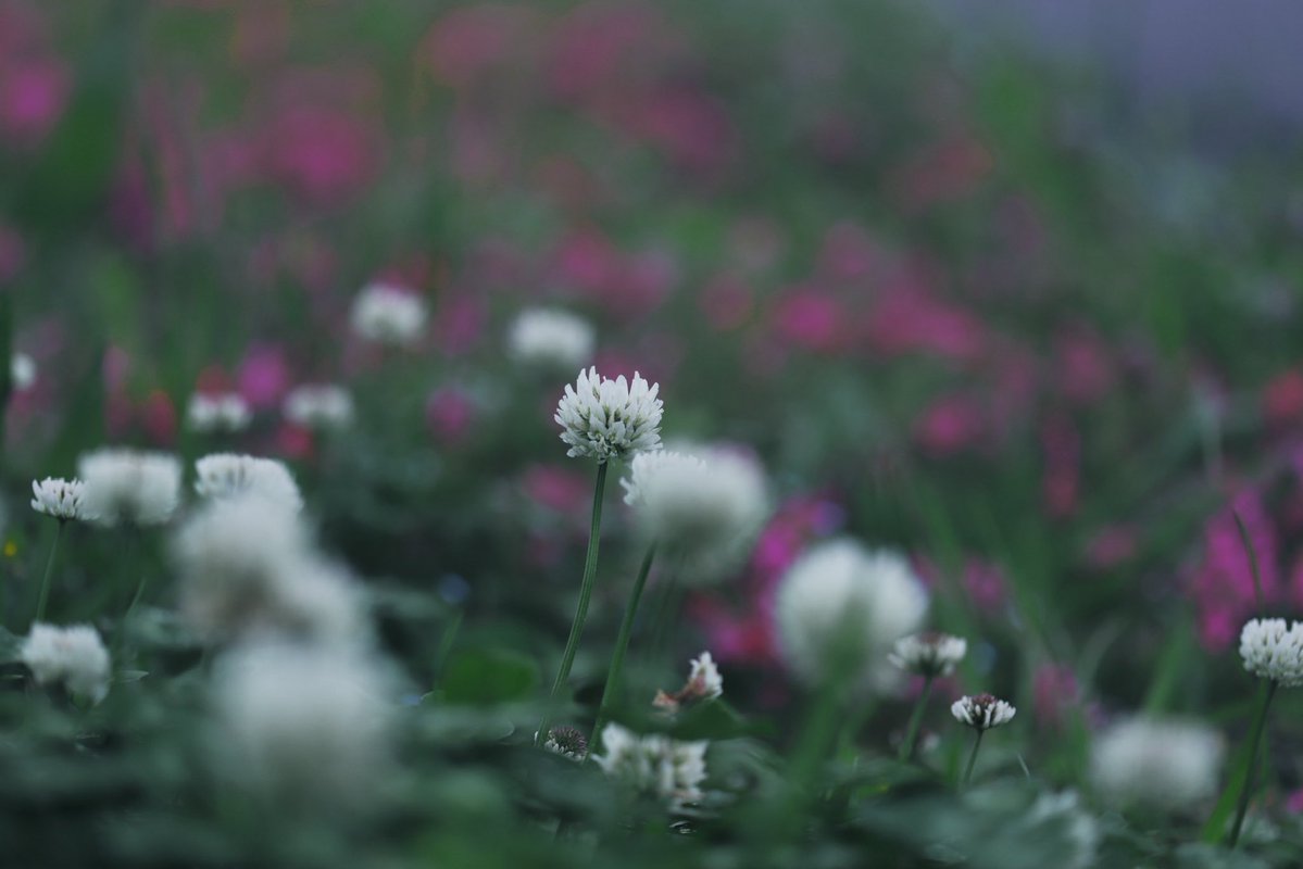 へいじろ tweet media