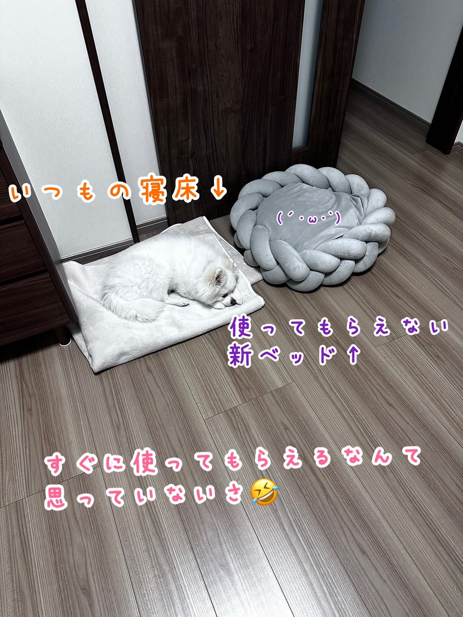 kotaro20180425's tweet photo. コタローに少し早い誕生日プレゼント🎁✨

誕生日当日（4/25）までに使って欲しいなぁ🤣 https://t.co/3e81LgSMVK