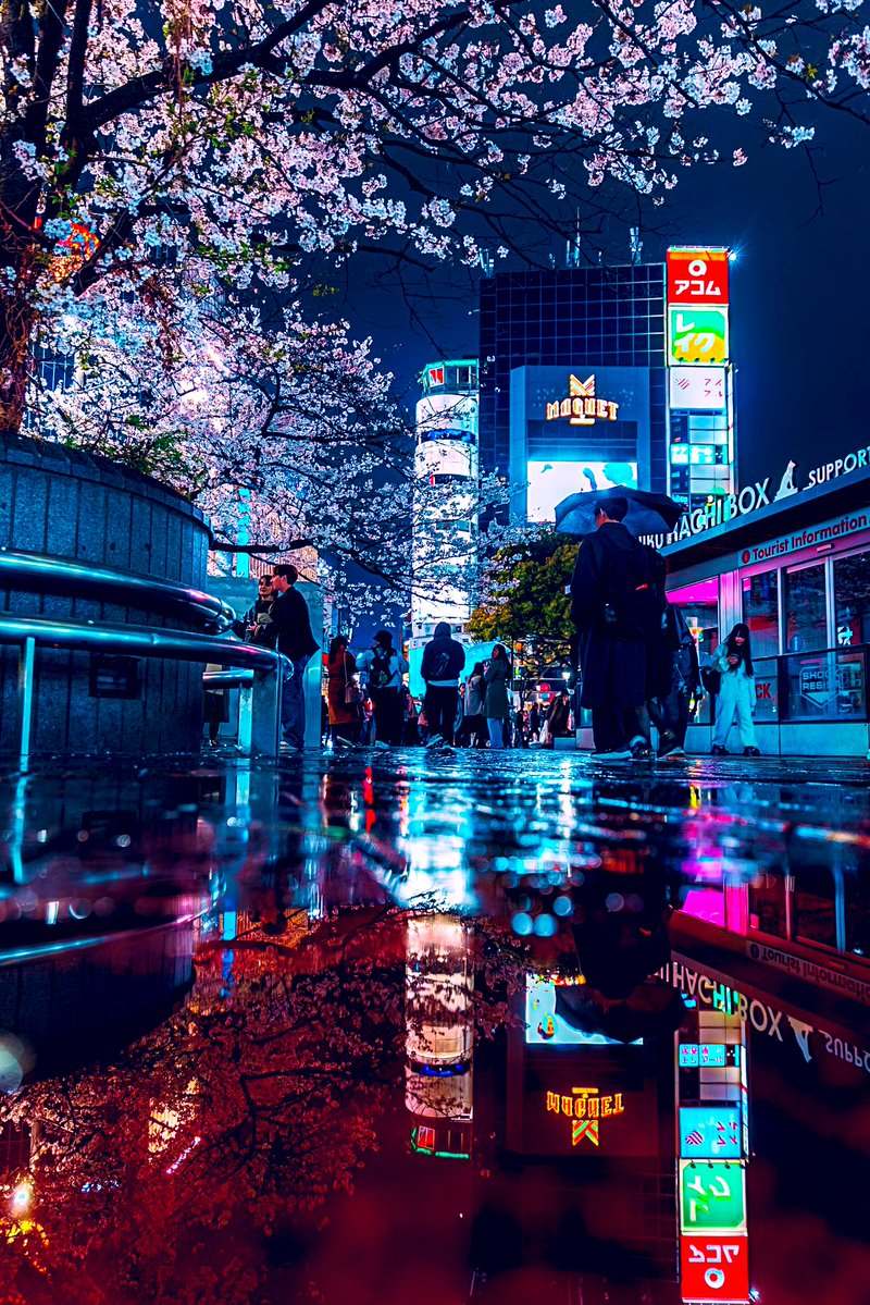 Sakura night in Tokyo,Japan.